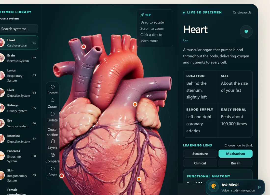 3D CLINICAL ATLAS — real product screen